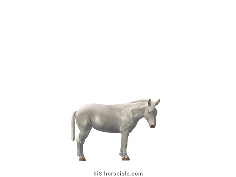 Asinara Donkey Albino White Coat (normal view)